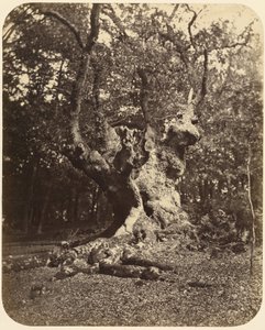 (شجرة Gnarled) بواسطة جيرترود اليزابيث روجرز